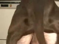 Пес дрючит мужика на кухне zoo anal